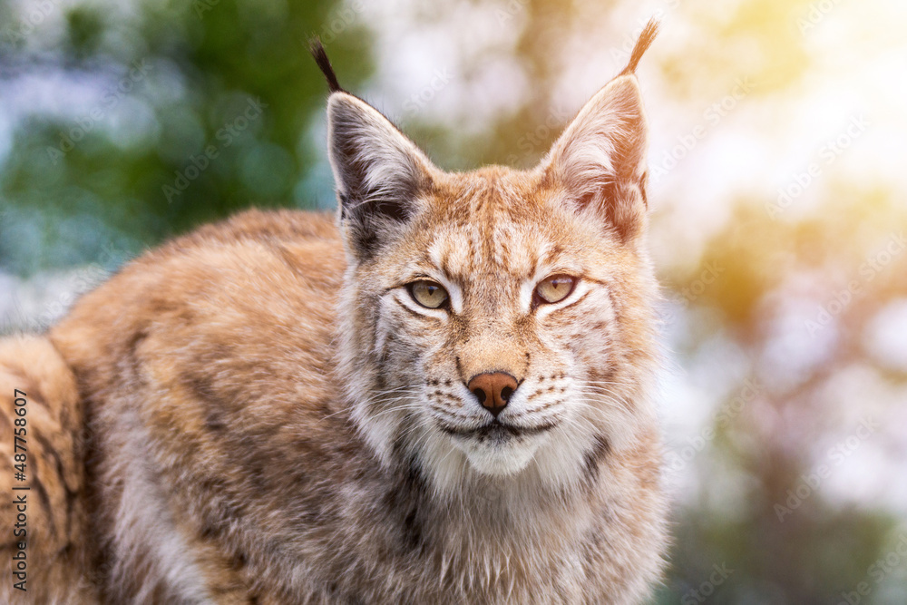 Closeup wildlife portrait of an eurasian lynx outdoors in the wilderness with blurred out background and soft light. Closeup wildlife portrait of an eurasian lynx outdoors in the wilderness with blurred out background and soft light.