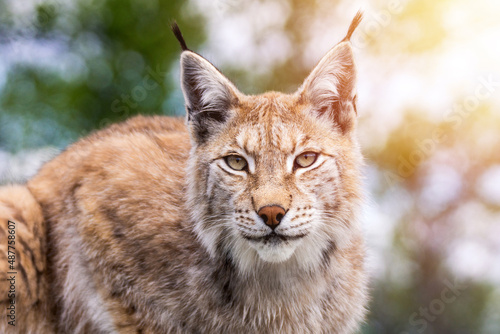 Closeup wildlife portrait of an eurasian lynx outdoors in the wilderness with blurred out background and soft light.