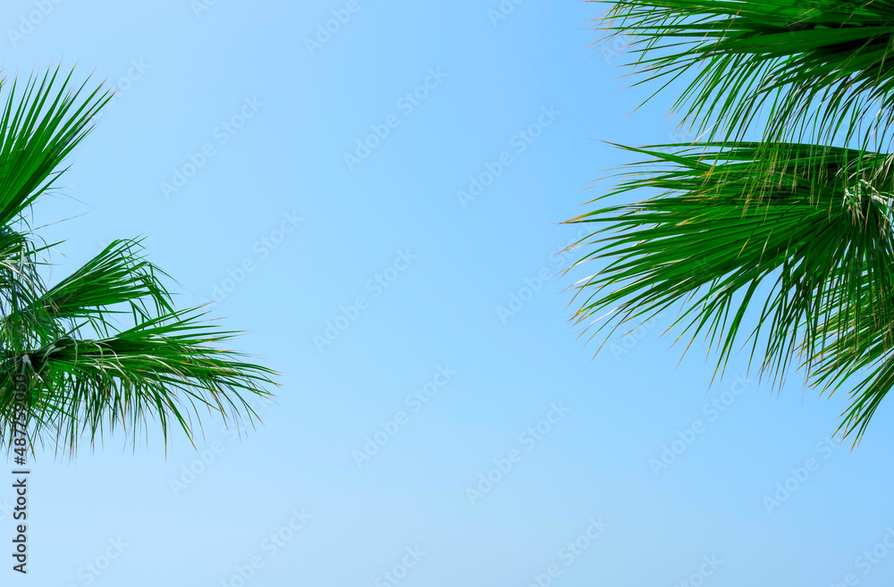 Bright green palm leaves close up against blue sky. Nature beauty, summer concept. Jungle inspired background Bright green palm leaves close up against blue sky. Nature beauty, summer concept. Jungle inspired background