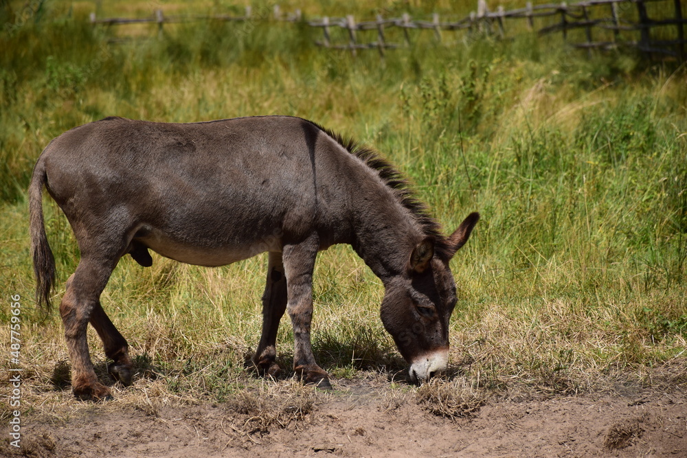 Naklejka premium Um burro se alimentando.