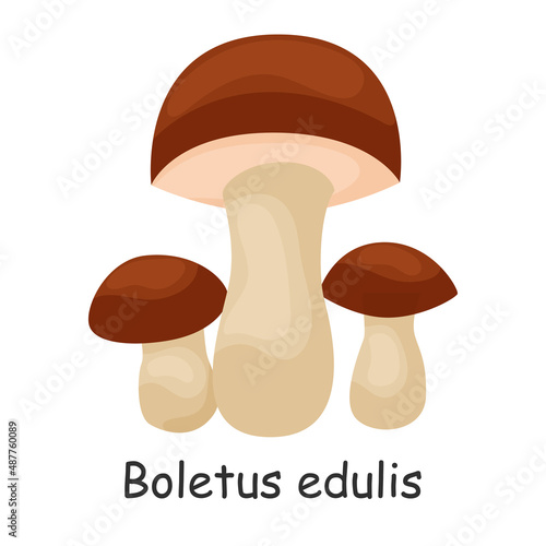 Boletus edulis. Mushroom. Isolated on white background. Forest. For your design.
