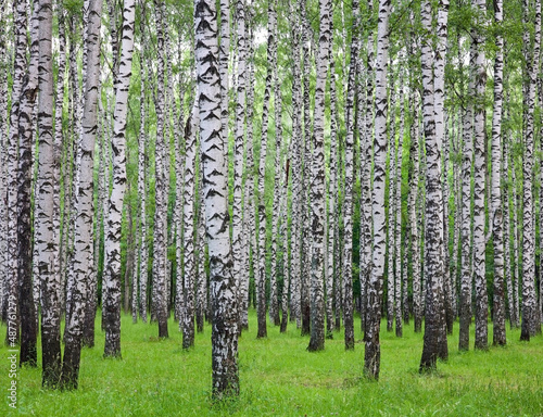 Fototapeta Naklejka Na Ścianę i Meble -  Summer birch forest with fresh grass and clover