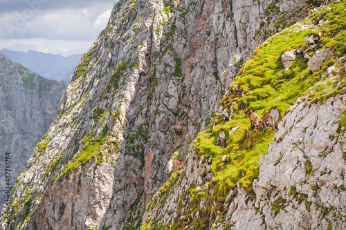 mountain goat on a steep slope in the Italian Alps