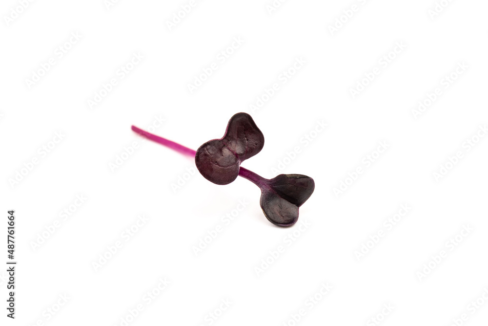 Fresh purple radish sprouts isolated on white. Microgreens. Fresh purple radish sprouts isolated on white. Microgreens.