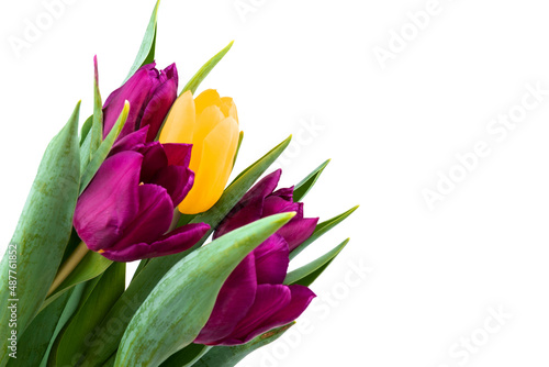 Bunch of fresh purple  yellow tulip flowers close up isolated on white background. Spring holidays concept background.