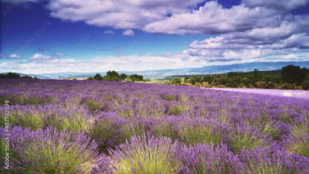 Rural countryside landscape with lavender fields and mountains on horizon. Puimoisson region, Plateau Valensole, Alpes de Haute Provence in France. Rural countryside landscape with lavender fields and mountains on horizon. Puimoisson region, Plateau Valensole, Alpes de Haute Provence in France.