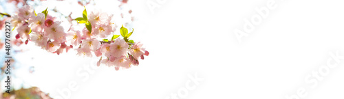 Sakura flowers over blurred background © SkyLine