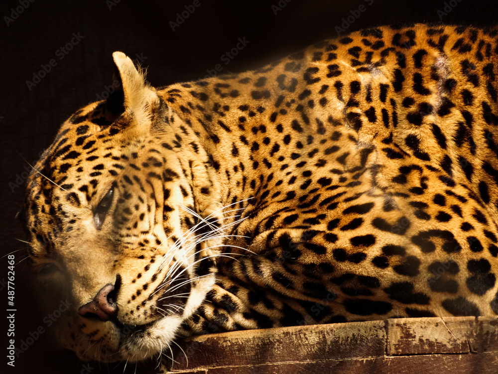 Obraz premium Dziki kot