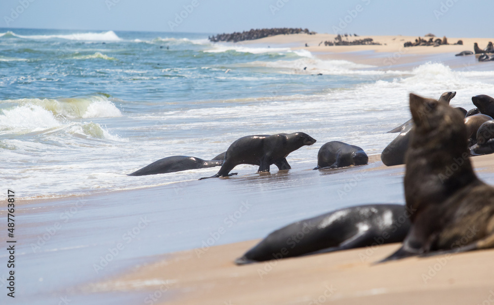 Fototapeta premium seal rookery on the ocean