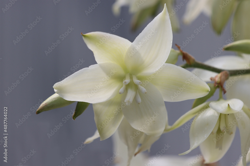 Obraz premium White flower yucca plant
