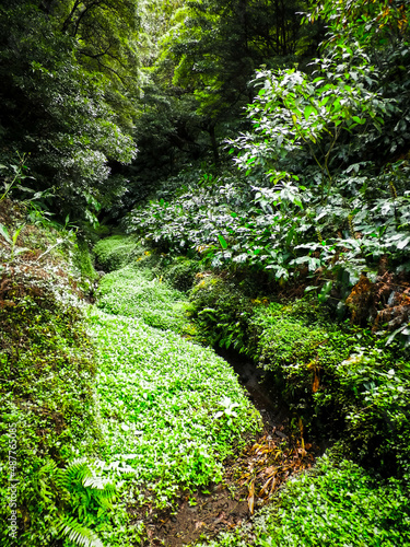 Landscape of tropical forest. Sao Miguel Azores.