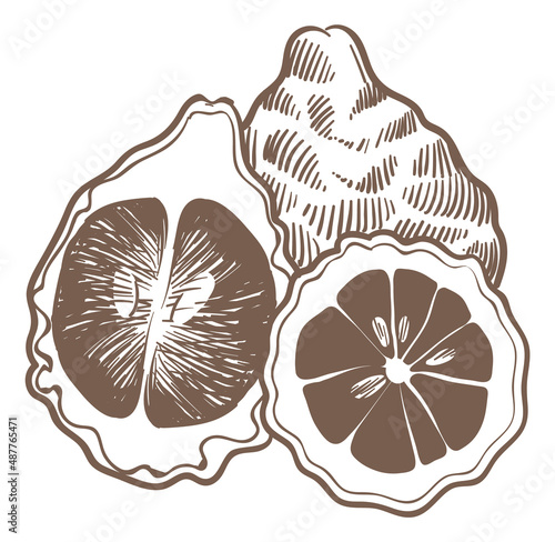 Bunch of citrus fruit. Citron engraving. Whole and cut
