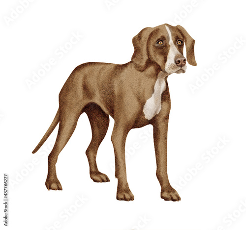 chien  animal  teckel  isol    animal de   brun  chasse  compagnie  brun  chiot  joli  canid    blanc  race  mammif  re  braque hongrois    poil court  portrait  de race  adorable  pedigree  fond blanc  d