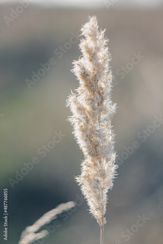 Cortaderia selloana tall trendy pampass grass swaying majestically in the wind against sunset field
