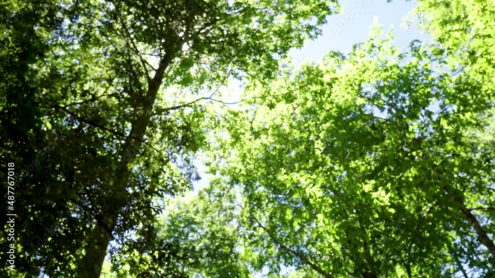 Handheld of sun beams shining through green tree top leaves in a dense woodland at daytime Handheld of sun beams shining through green tree top leaves in a dense woodland at daytime