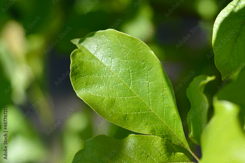 Kobus magnolia Stock Photo Adobe Stock