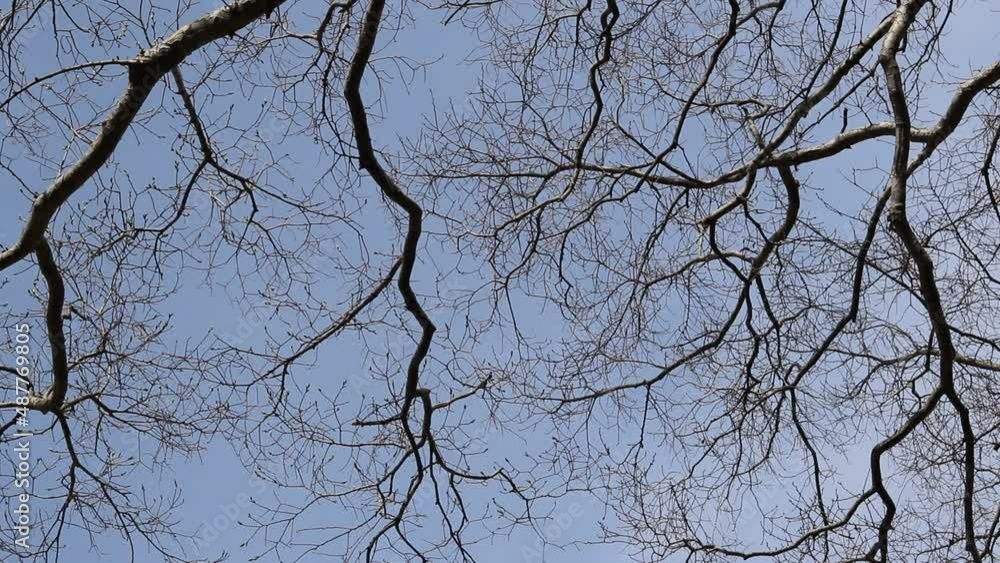 風に揺れる若葉の芽が膨らんだ木の枝と青空
風に揺れる若葉の芽が膨らんだ木の枝と青空
