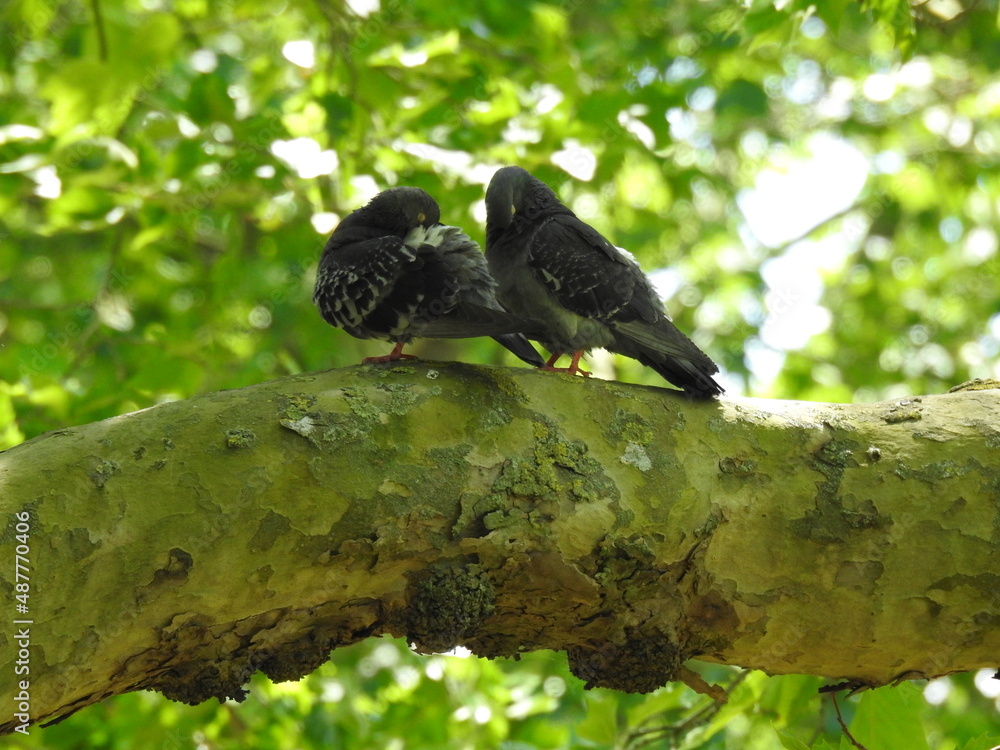 Two doves stand on a horizontal thick branch