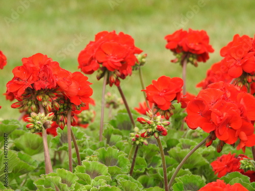 Several red flowers in small petals