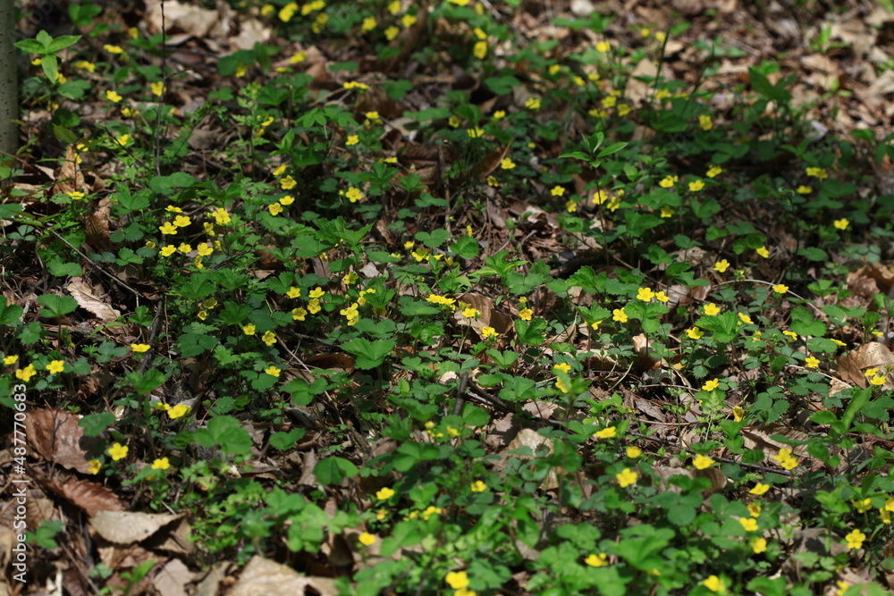 야생화 /  wild flowers