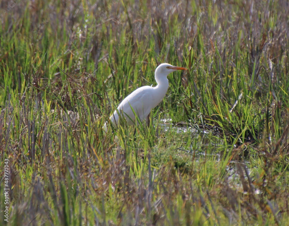 Obraz premium nsects are looking for food in the green of heron grass