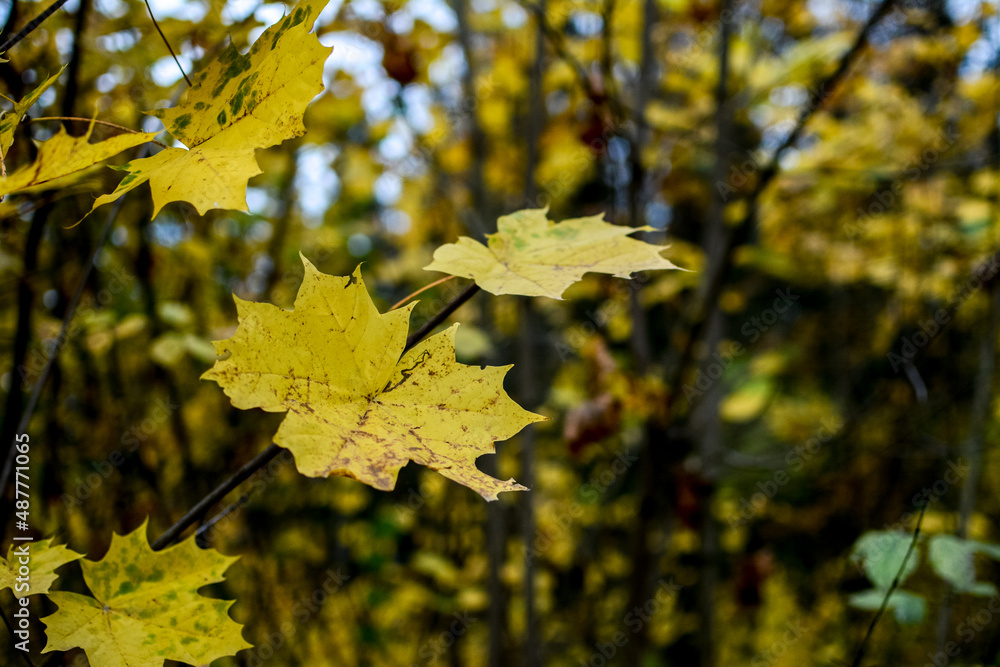 Yellow leaves on a rainy autumn day Yellow leaves on a rainy autumn day
