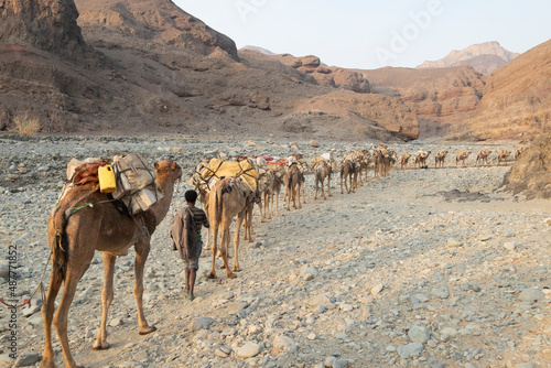 Принти на полотні Caravan of camels, Wadi Saba canyons, Danakil Depression, Afar, Ethiopia, Africa
