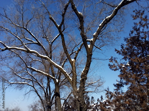 branches against blue sky