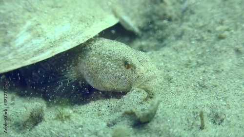 Reproduction of Marbled goby (Pomatoschistus marmoratus): when a potential danger approaches the nest, the male begins to shake to intimidate the enemy, close-up. photo