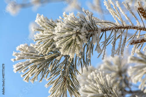 Branches of trees and bushes covered with frost in sunny frosty weather.