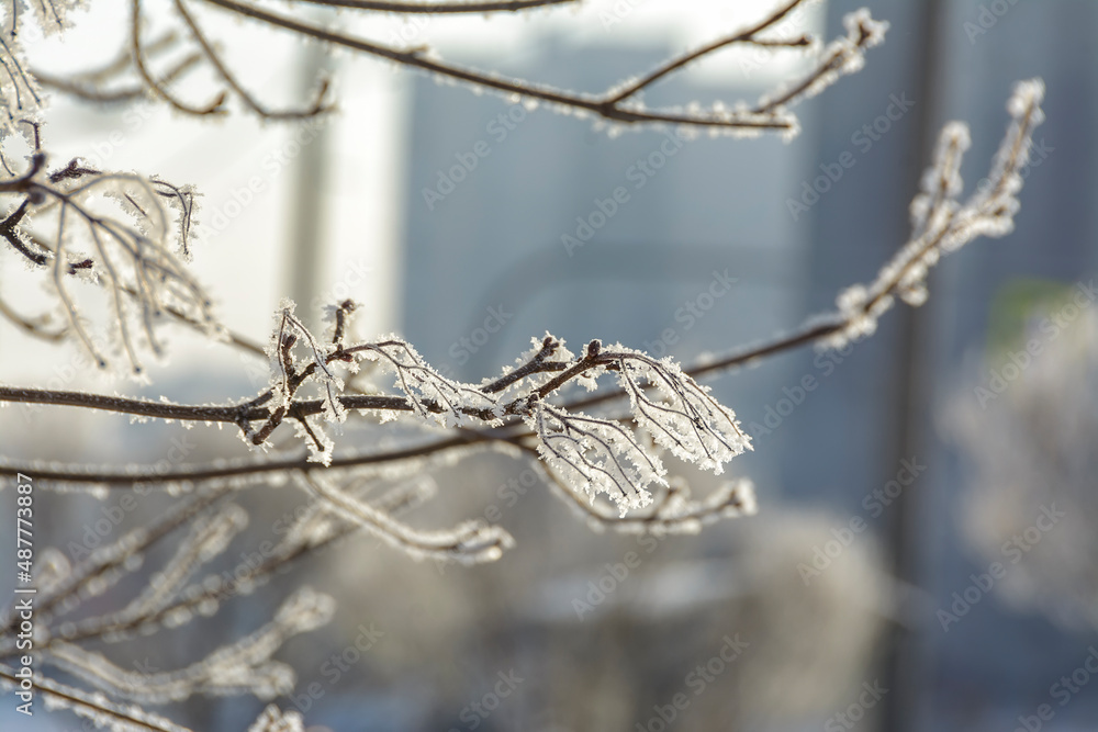 Branches of trees and bushes covered with frost in sunny frosty weather. Branches of trees and bushes covered with frost in sunny frosty weather.