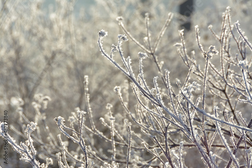 Branches of trees and bushes covered with frost in sunny frosty weather.