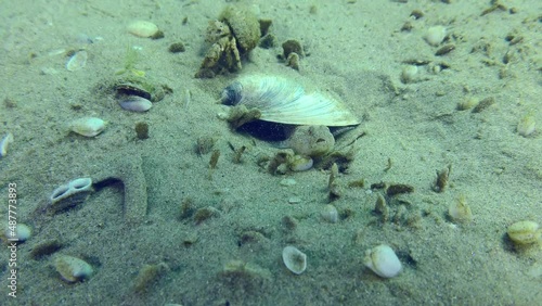 Breeding Marbled goby (Pomatoschistus marmoratus): the male guarding the nest is forced to tolerate those guests with whom it cannot cope. photo