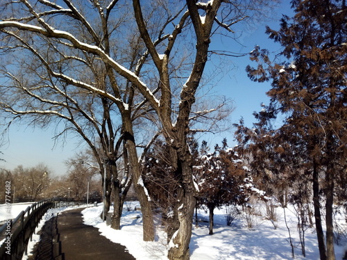 trees in winter