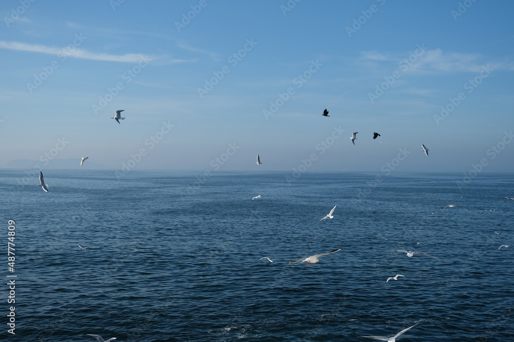 Seagulls Seagulls