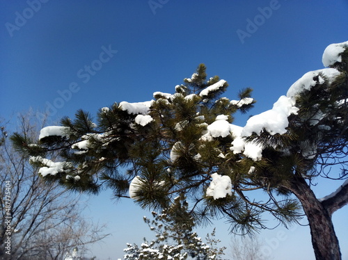 snow covered tree