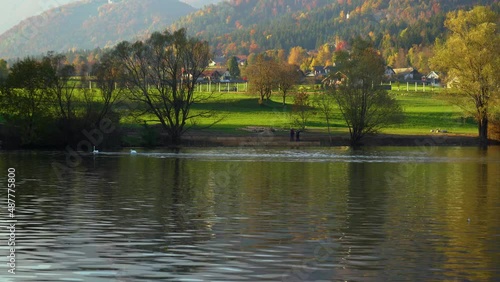 Angry swan chasing another swan away in pristine alpine lake Preddvor, Slovenia. Aggressive behavior of large waterfowl bird. Autumn or fall season with colorful trees. People on shore. Real time, pan photo