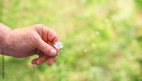 an elderly hand holds a small flower against the background of greenery in the spring, a close-up with the bokeh in the background. concept of the life of an elderly person.  © Natalya