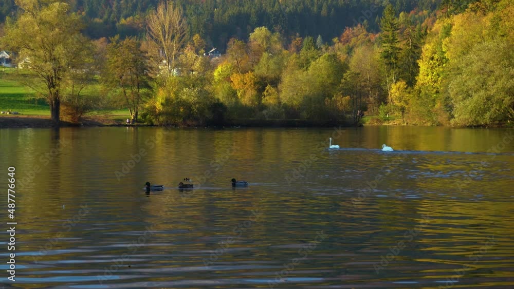 Angry swan chasing another swan away in pristine alpine lake Preddvor, Slovenia. White swan flying above the water. Autumn or fall season with colorful trees. People on shore. Real time Angry swan chasing another swan away in pristine alpine lake Preddvor, Slovenia. White swan flying above the water. Autumn or fall season with colorful trees. People on shore. Real time