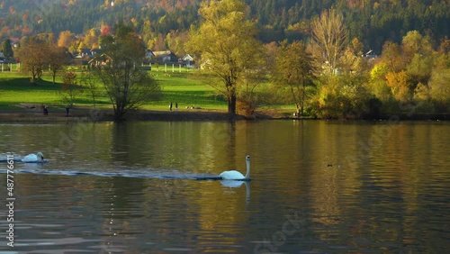 Angry swan chasing another swan away in pristine alpine lake Preddvor, Slovenia. White swan flying above the water. Autumn or fall season with colorful trees. People on shore. Real time, right pan photo