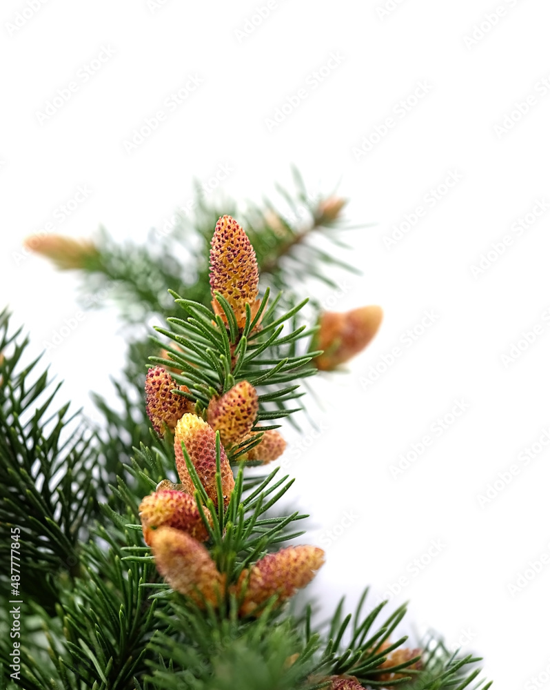 Fir buds on branches of spruce tree macro on white background. spring season. Blossom fresh young fir buds, covered yellow pollen - healthy drug in alternative medicine Fir buds on branches of spruce tree macro on white background. spring season. Blossom fresh young fir buds, covered yellow pollen - healthy drug in alternative medicine
