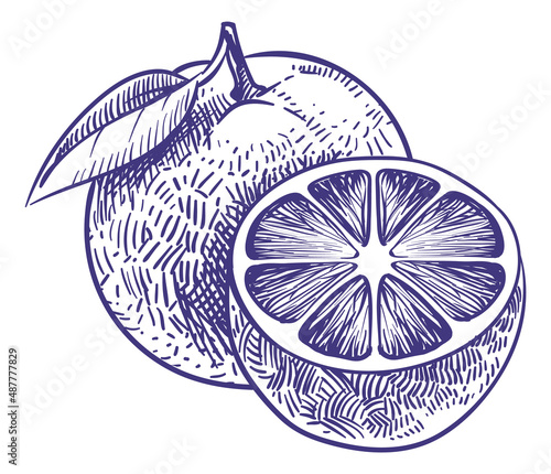 Orange sketch. Hand drawn ripe citrus fruit