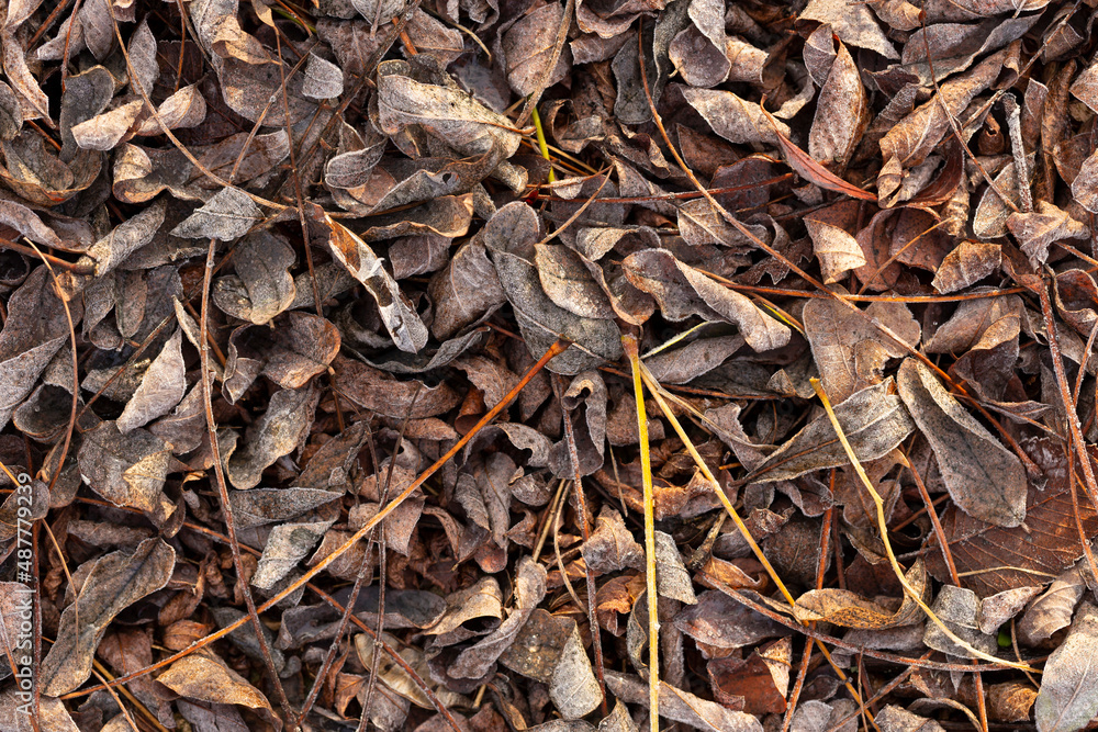 The leaves are covered with hoarfrost, lying on the ground. The leaves are covered with hoarfrost, lying on the ground.