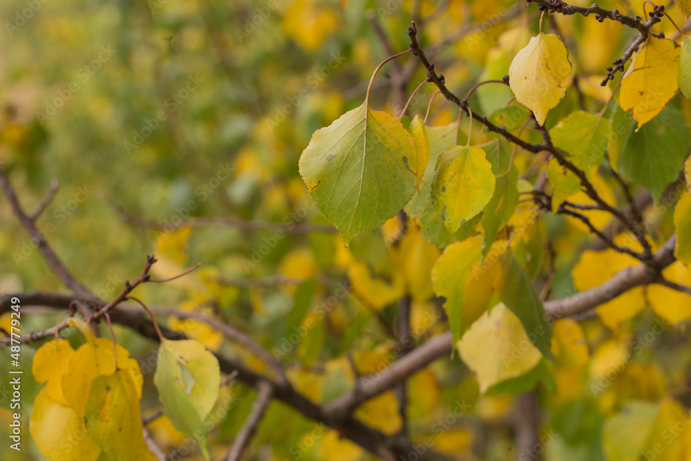 Yellow and green leaves on apricot branches in autumn. Yellow and green leaves on apricot branches in autumn.