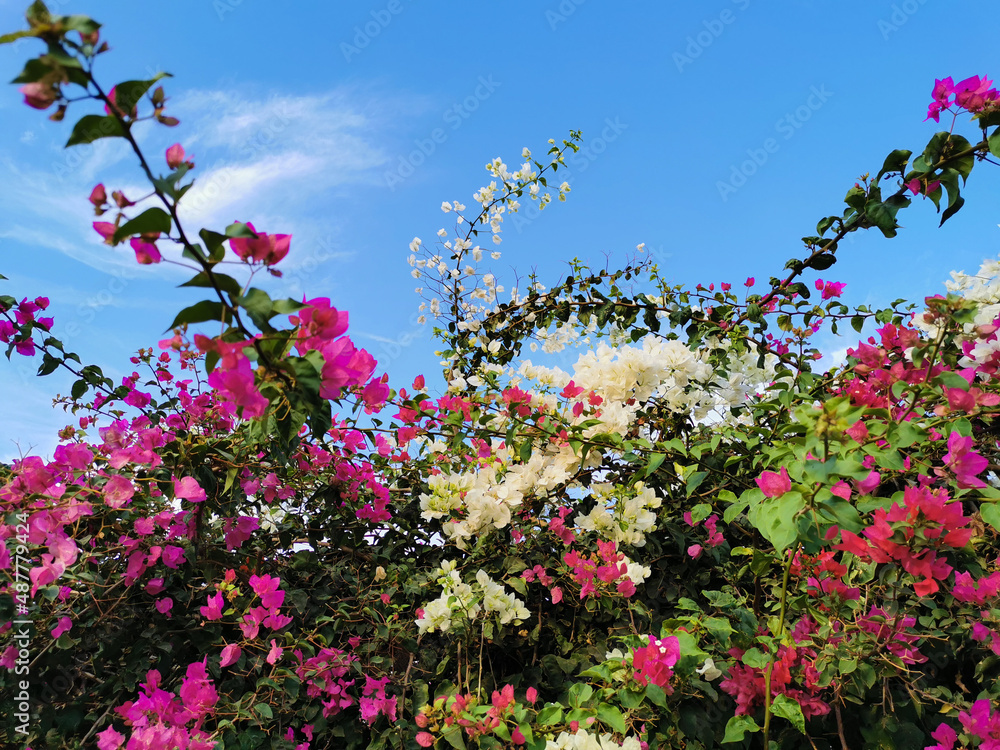 Famagusta region. Cyprus. Bougainvillea with white and pink flowers among green leaves, blooming shrub in the streets of Protaras