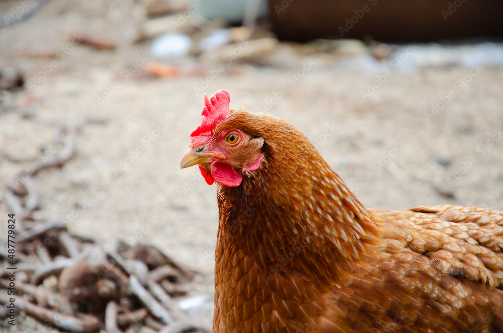 Chicken Or Hen On A Green Meadow Stock Photo - Download Image Now