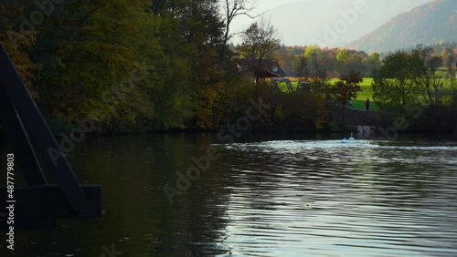 Swan chasing another swan away in pristine alpine lake Preddvor, Slovenia. Angry large water bird. Beautiful sunset. Autumn or fall season with colorful trees. Real time photo