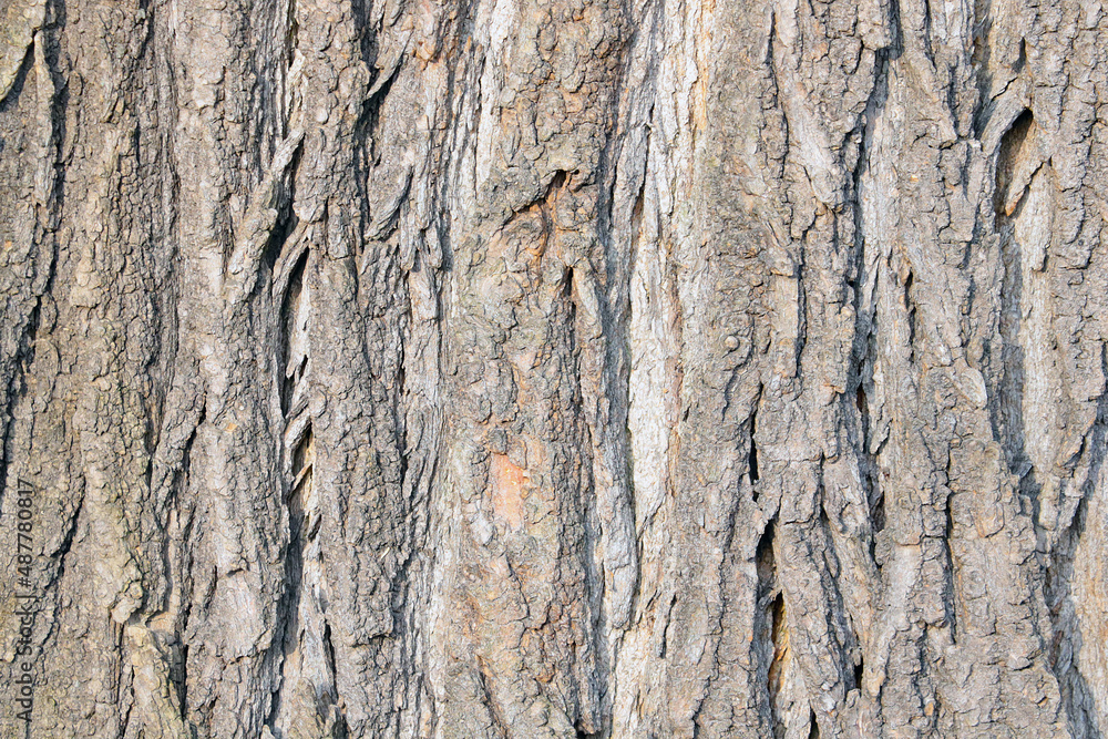 Beautiful texture of the bark of the tree in the forest or park, the background of the wood. Beautiful texture of the bark of the tree in the forest or park, the background of the wood.