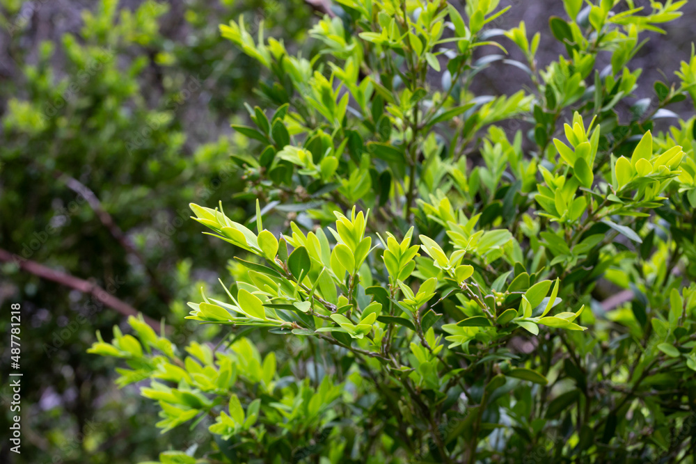close-up boxwood. Buxus sempervirens with yellow flowers. young boxwood leaves on a branch in early spring close-up boxwood. Buxus sempervirens with yellow flowers. young boxwood leaves on a branch in early spring