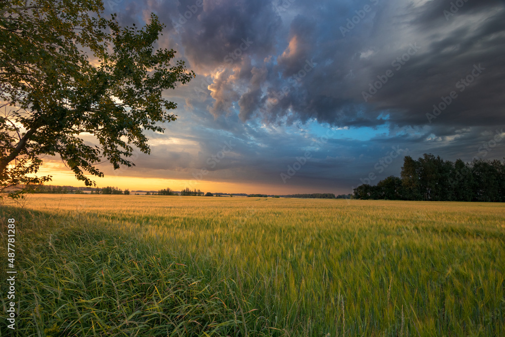Obraz premium sunset over the field
